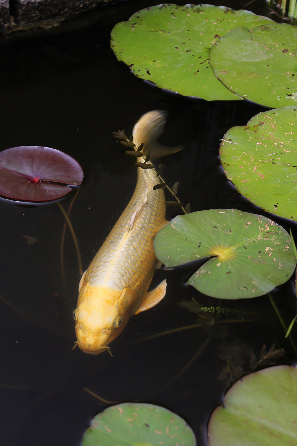 a big yellow fish