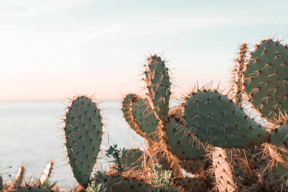 a cactus basking in the morning sun