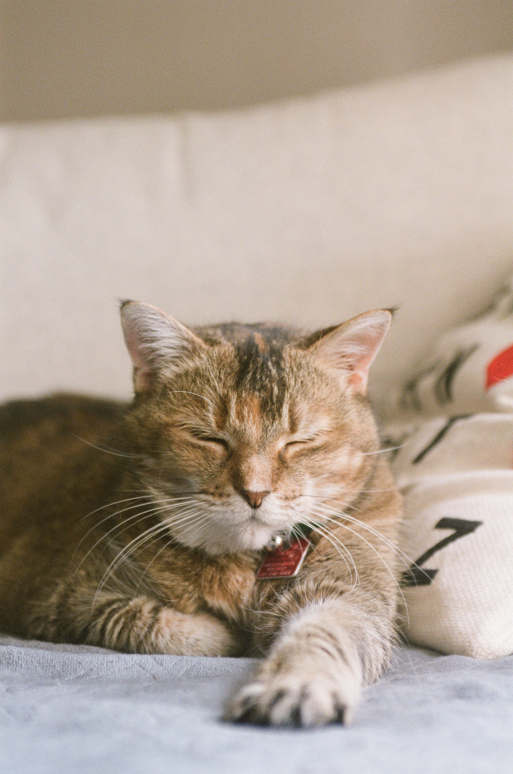 a dozing ginger cat in the sunlight