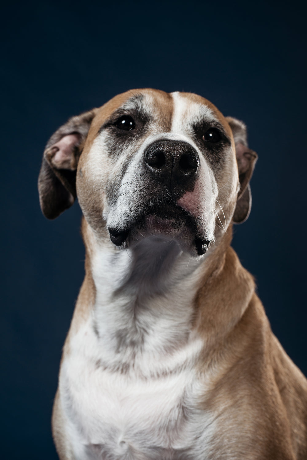 a greying jowly dog with soft dark eyes