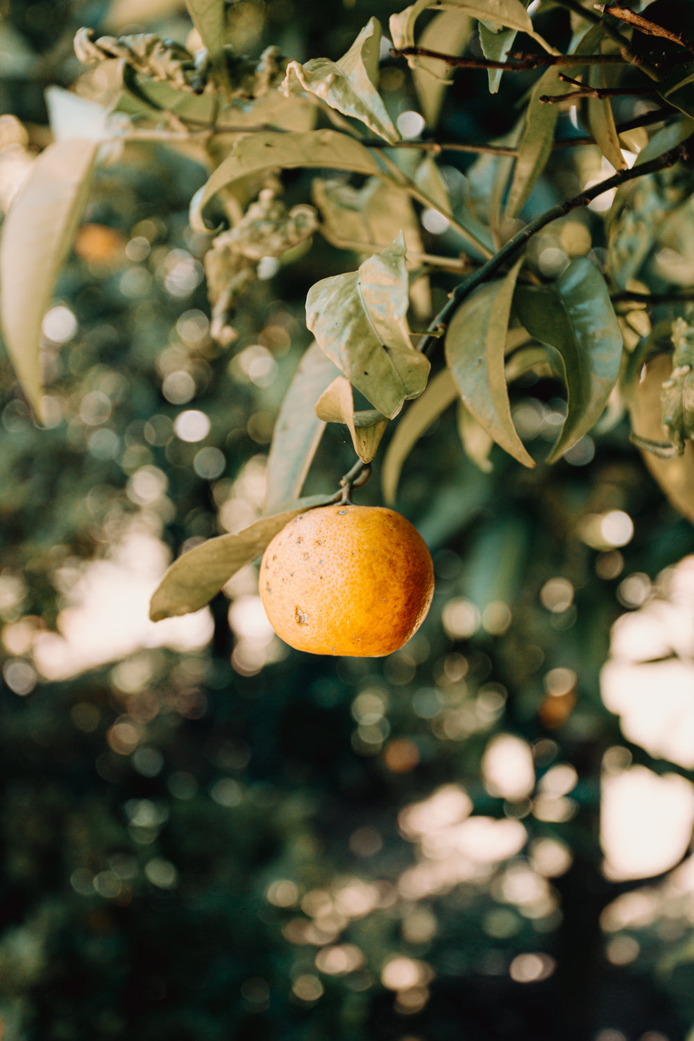 a lonely orange in a tree