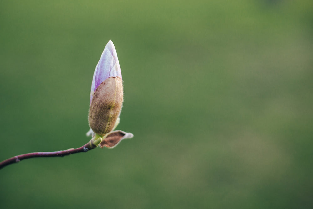 a single pink magnolia about to bloom