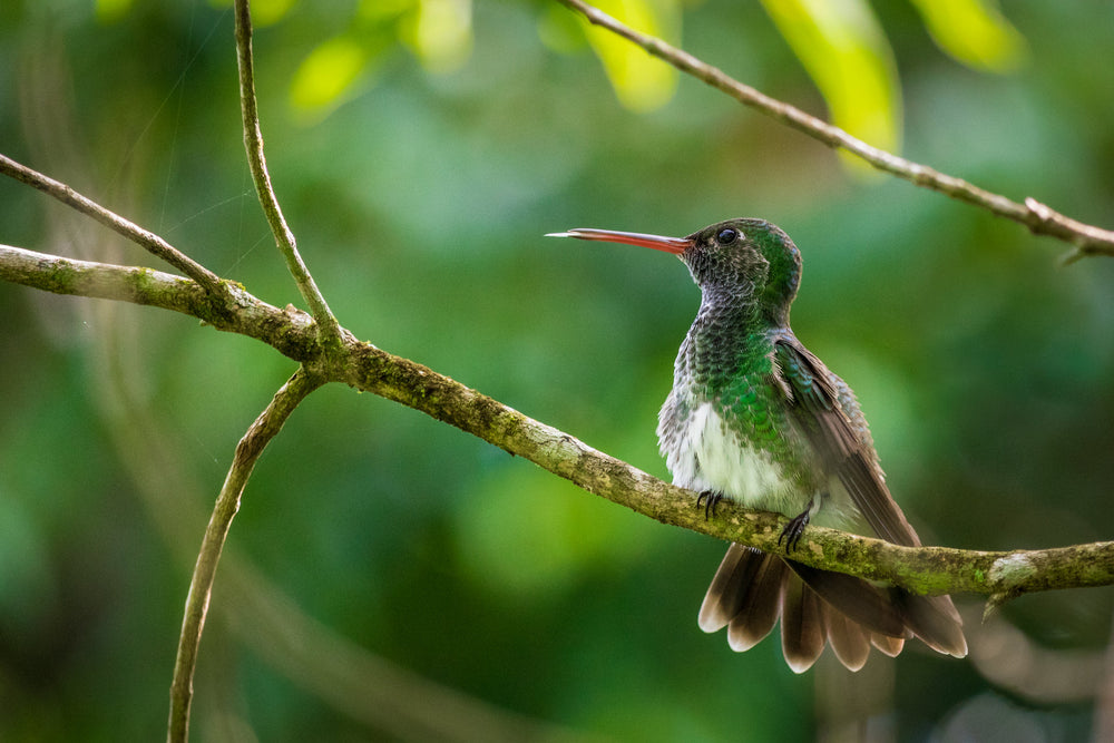 a small green bird sits on thin branch in a green tree