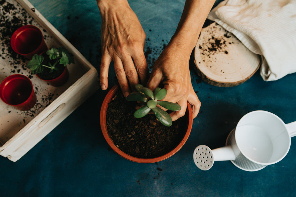 a small plant into a red pot with watering can