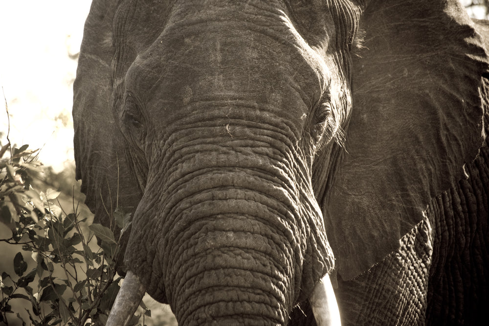 african elephant close up