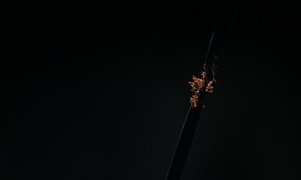 ants crawling up a black stick