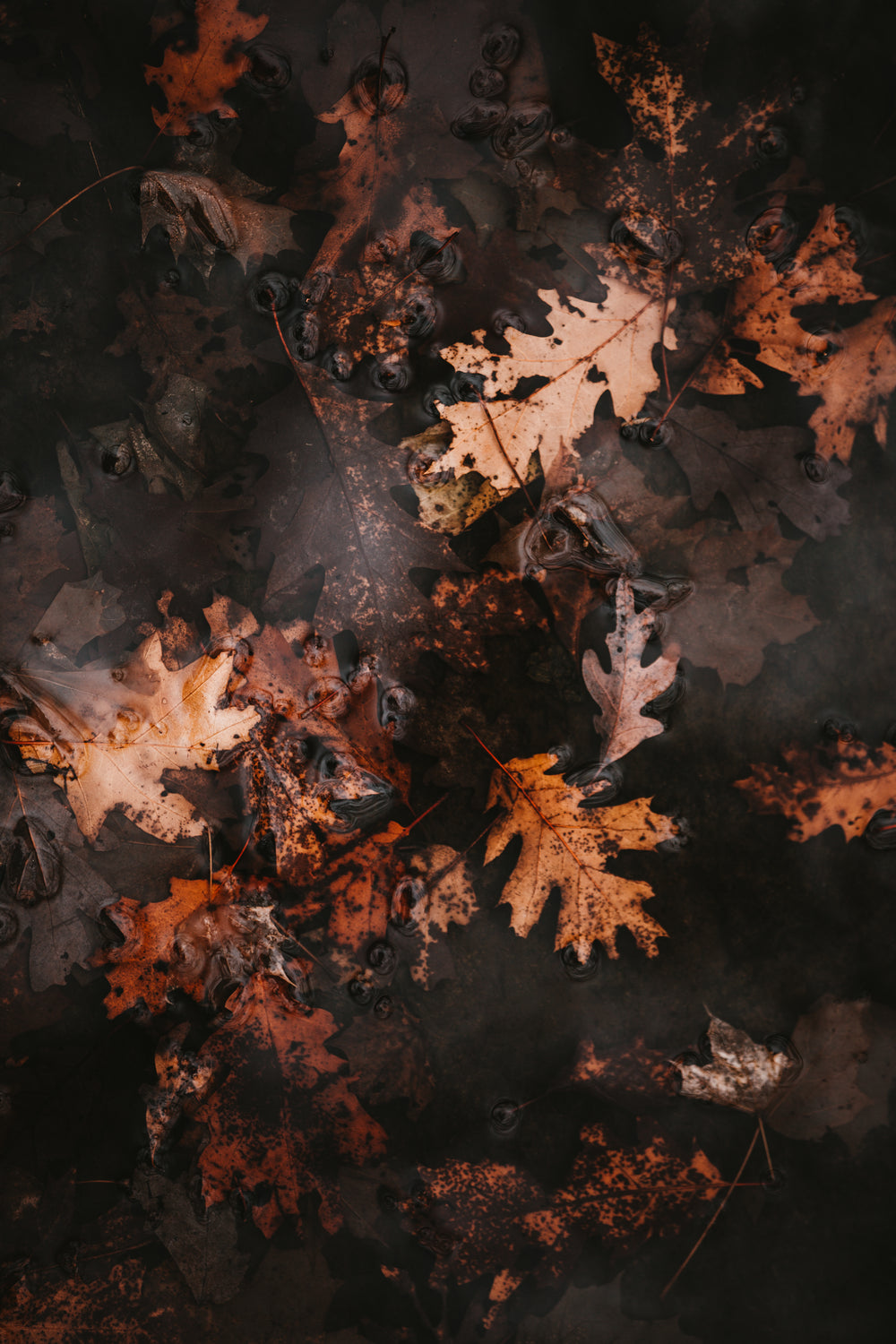 autumn leaves in water