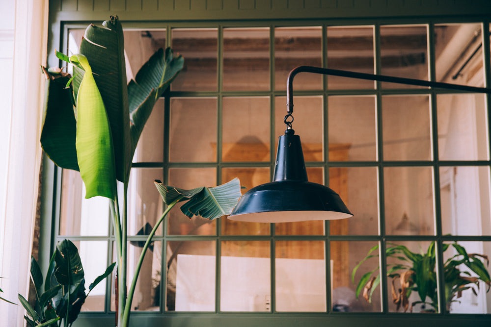 banana tree in the corner of room