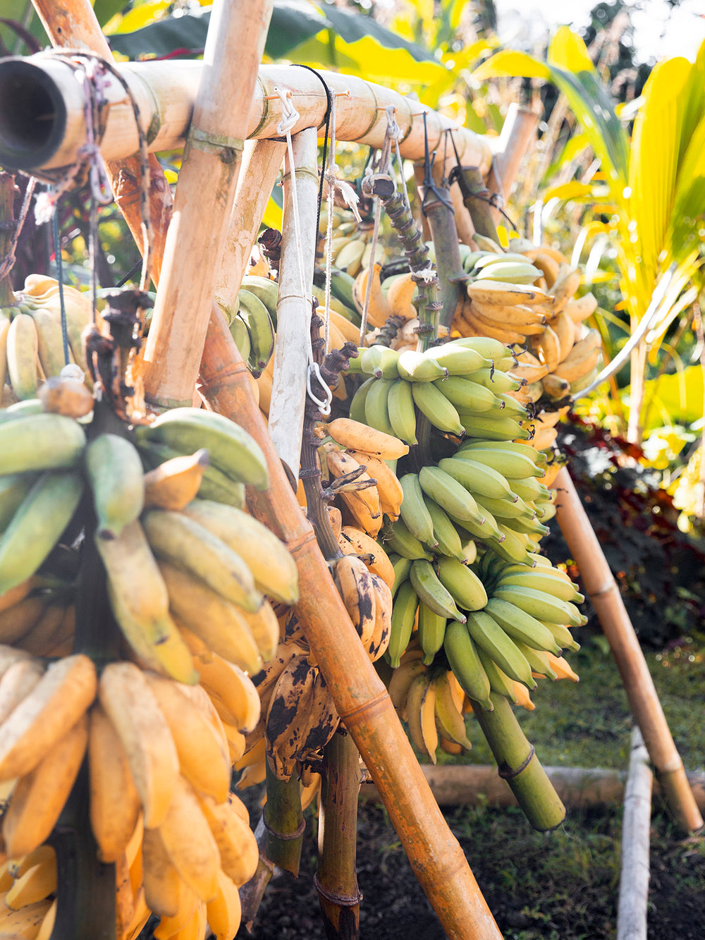 bananas on bamboo