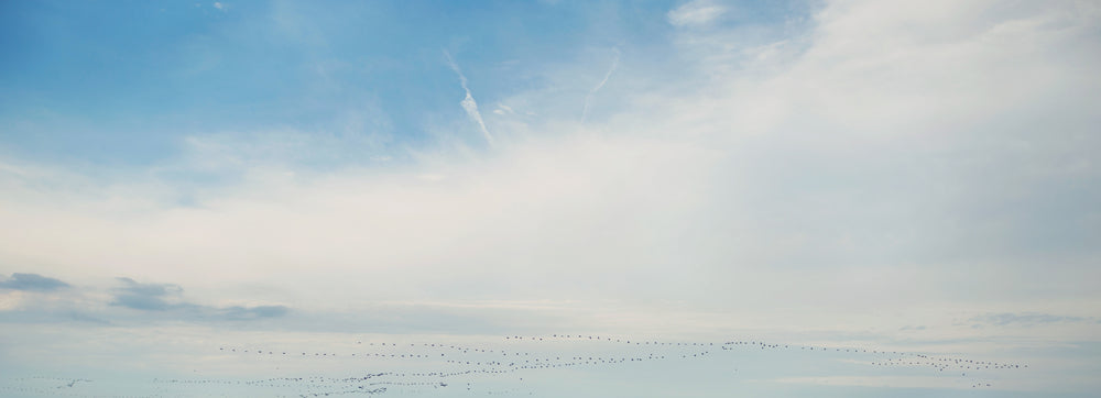 birds flying home across sky