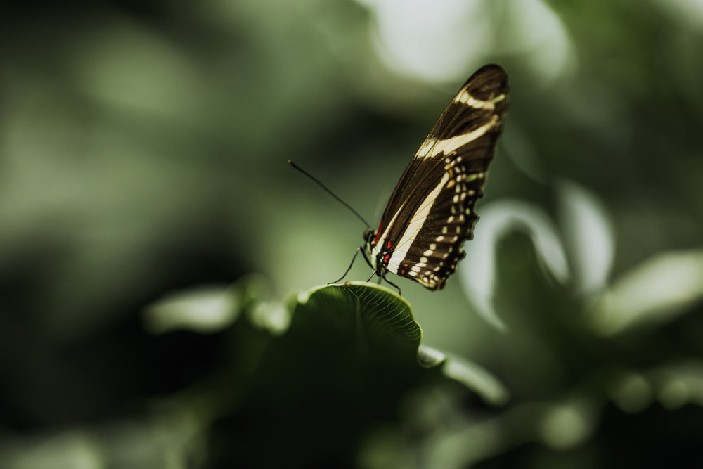 black and white butterfly sat on a leaf