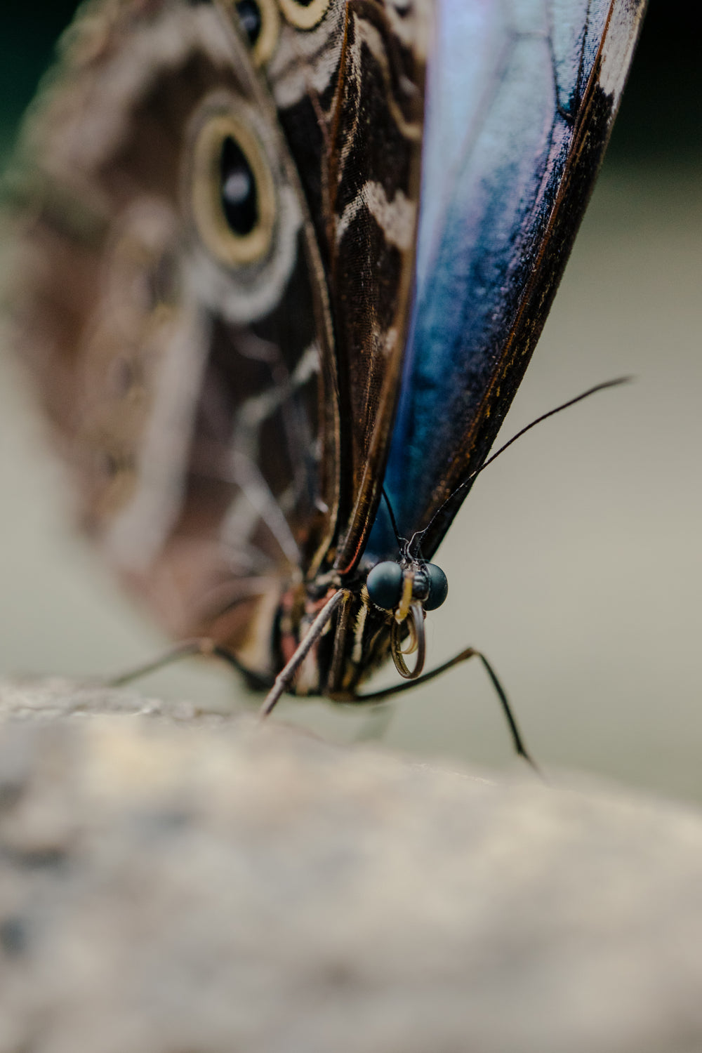 blue and brown butterfly on tree