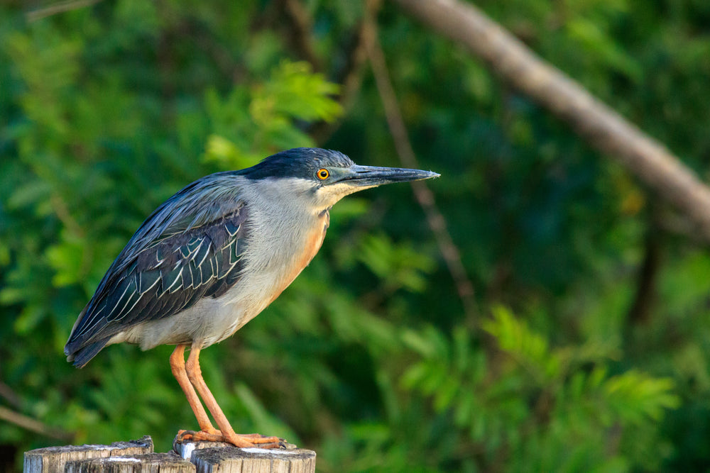 blue and white bird stands outdoors within lush trees