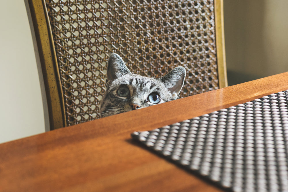 blue eyed cat peeking