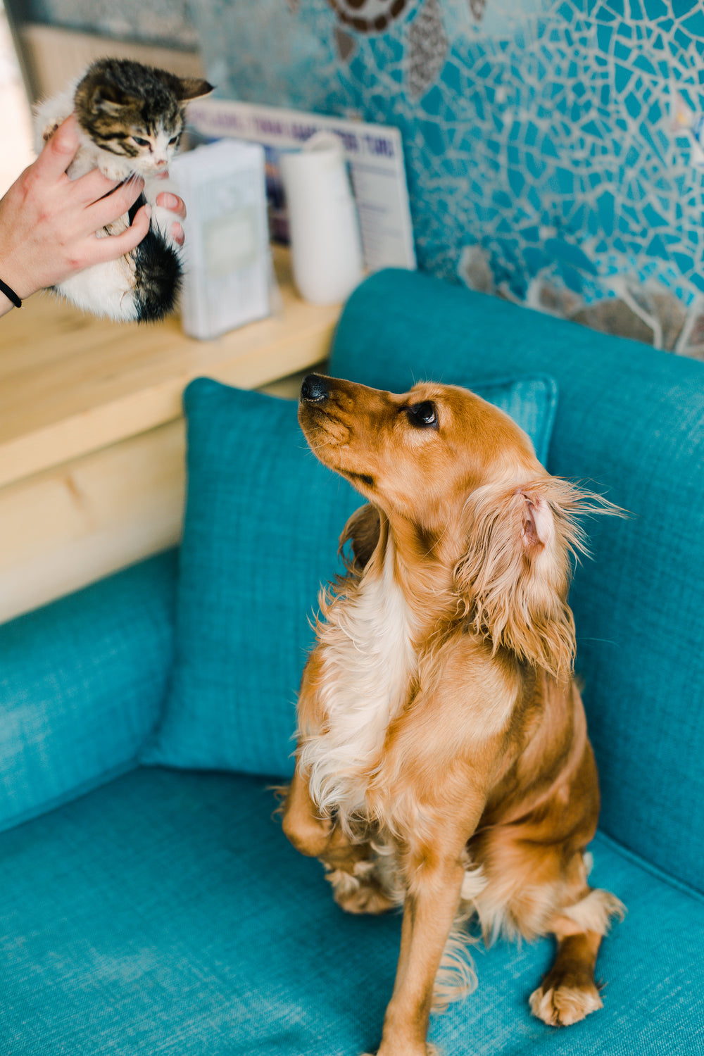 brown dog looks up to small kitten in a persons hands