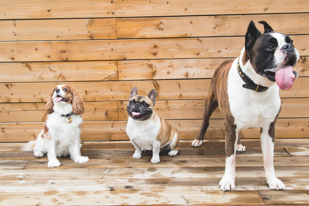 brown & white dogs