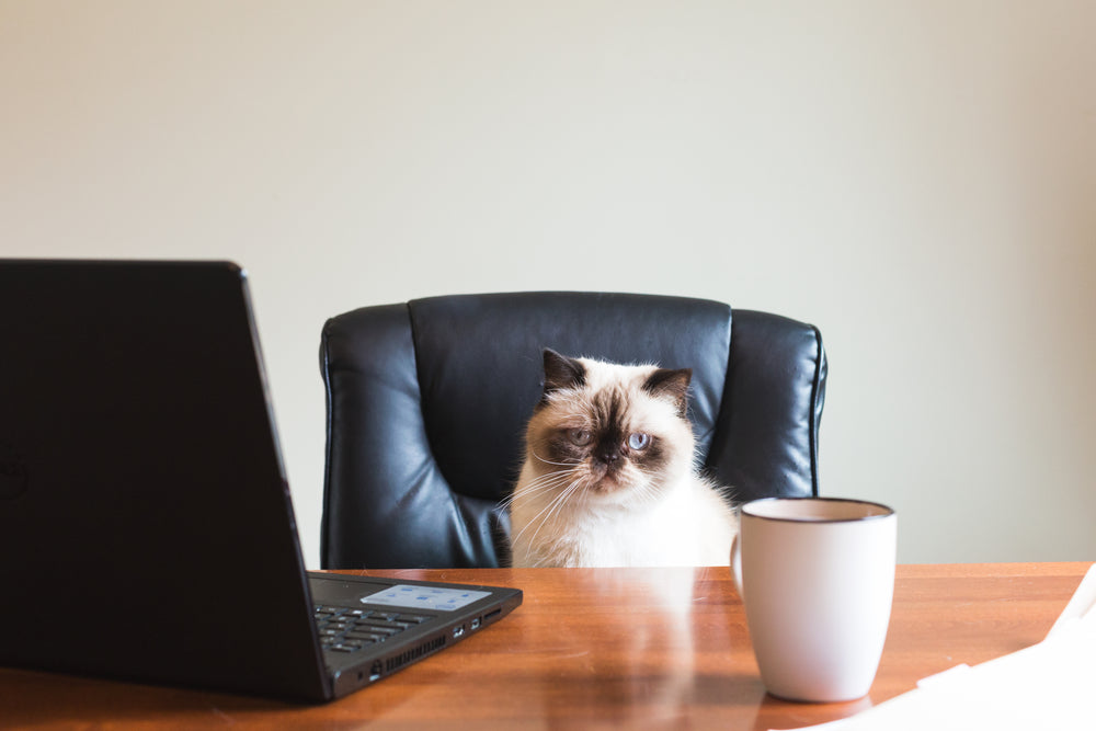 business cat in office