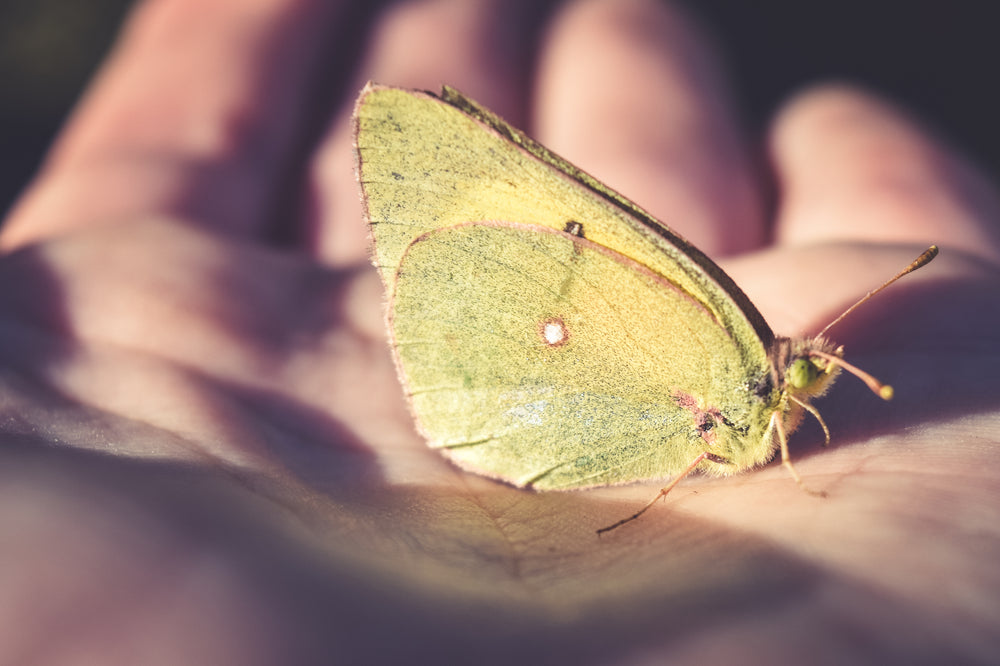 butterfly in palm close up