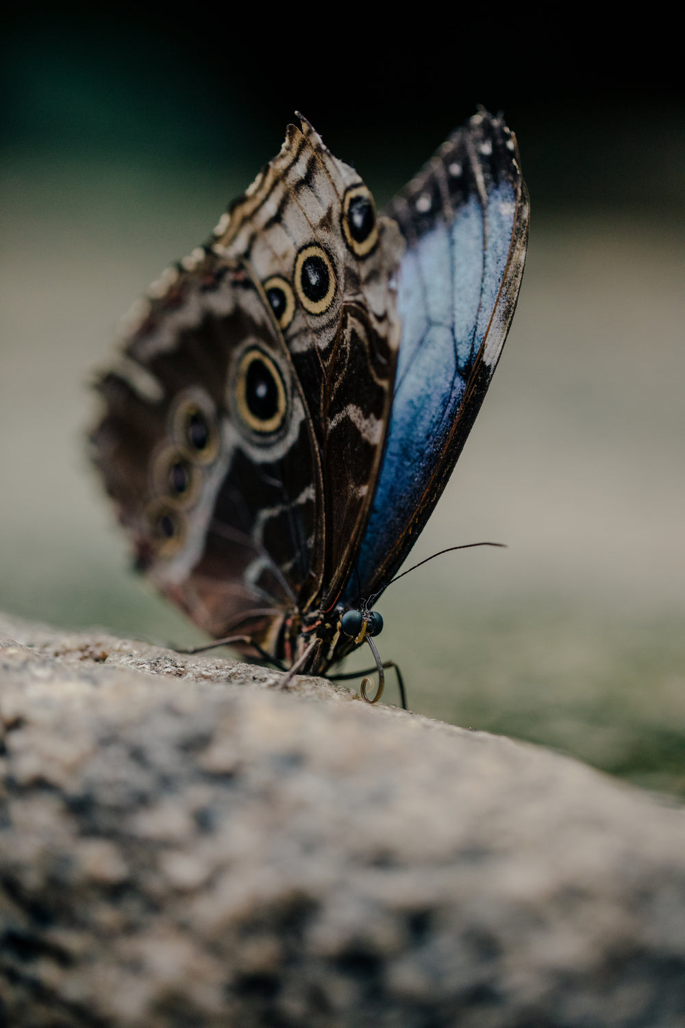 butterfly with eye detail on wings