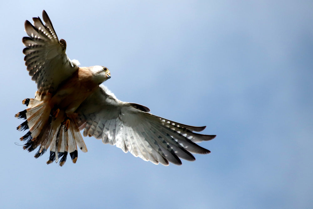 Flying Birds