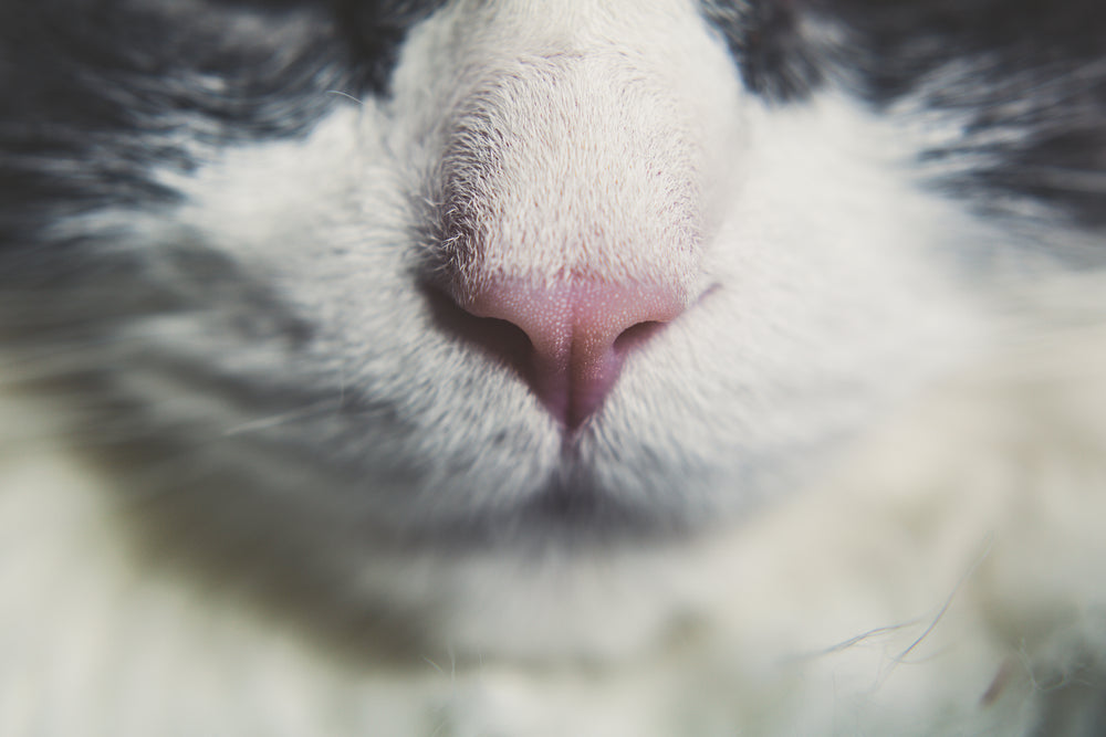 cat nose