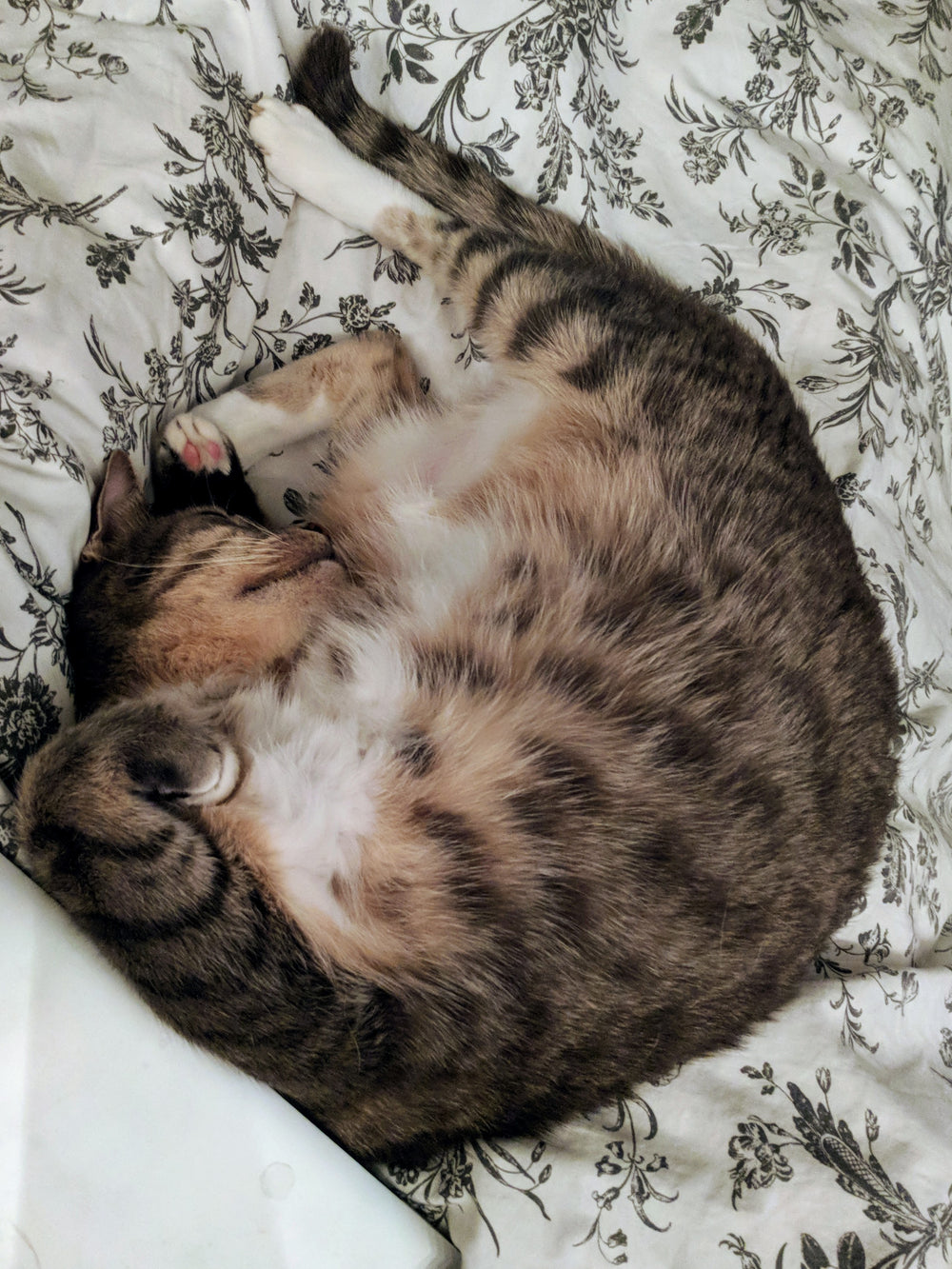 cat sleeps belly up