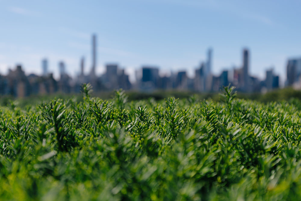 city behind greenery