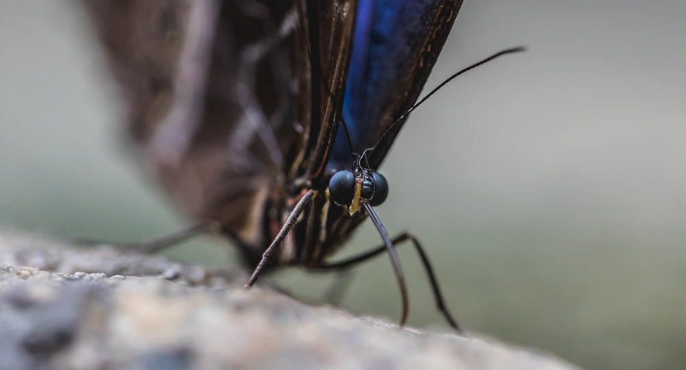 close up of butterfly finding food on tree