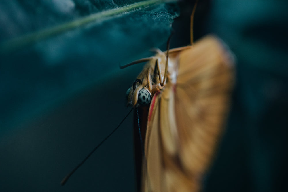 close up of butterfly hanging from a leaf