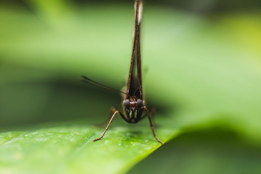 close up of butterfly resting on leaf