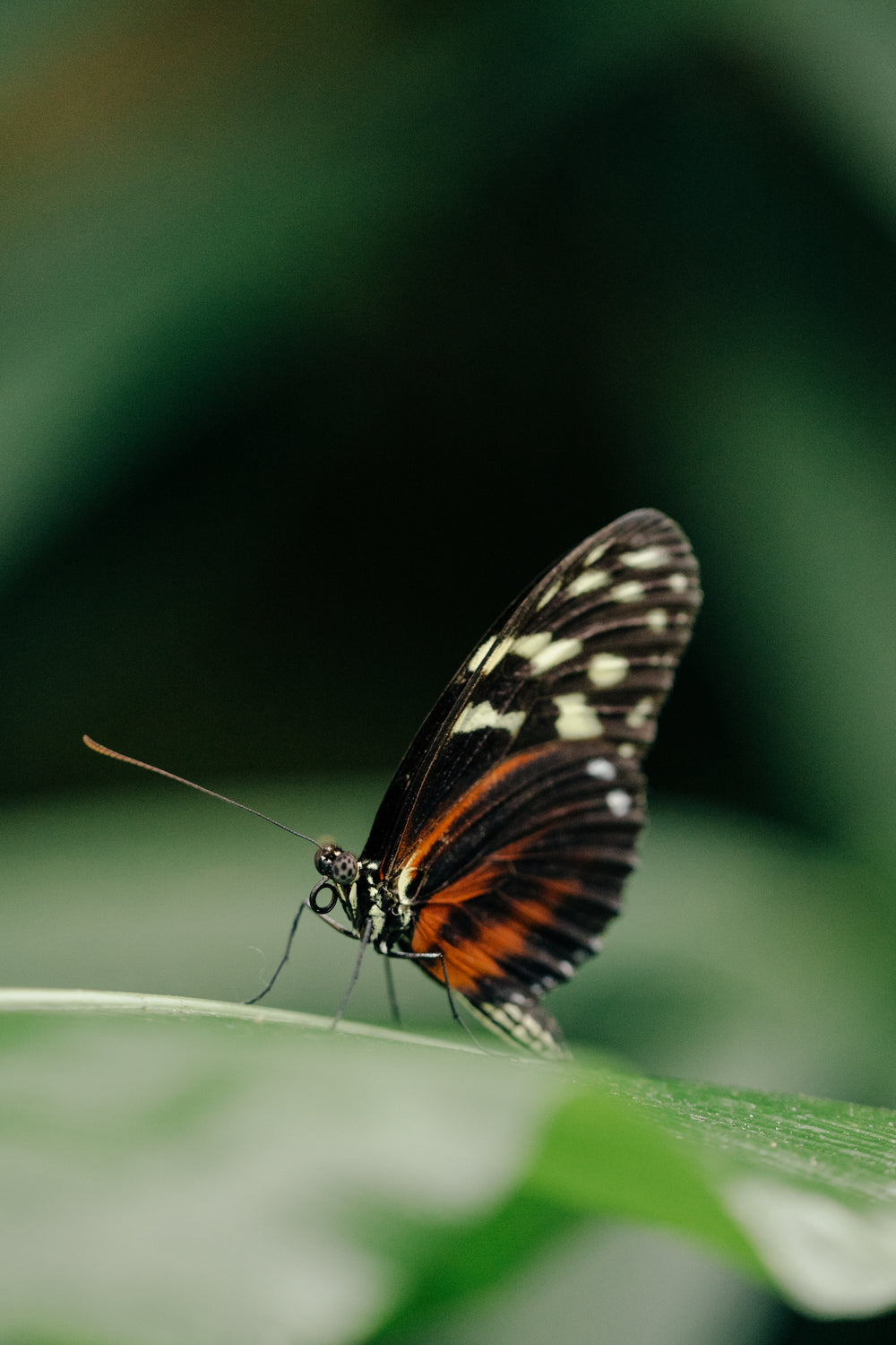 close up of butterfly sat on green leaf