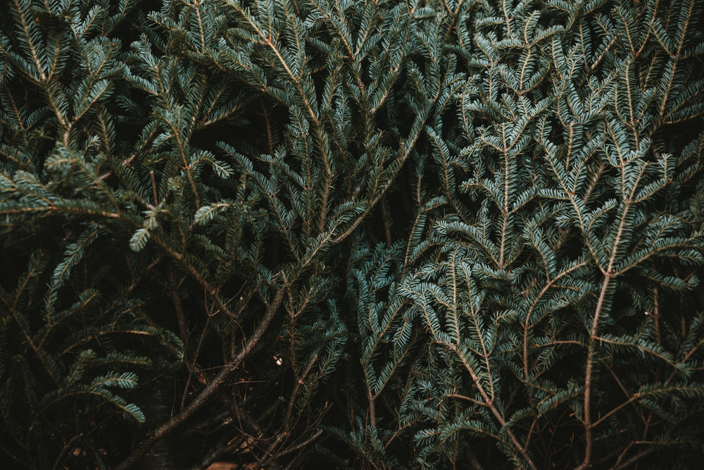 close up of pine tree