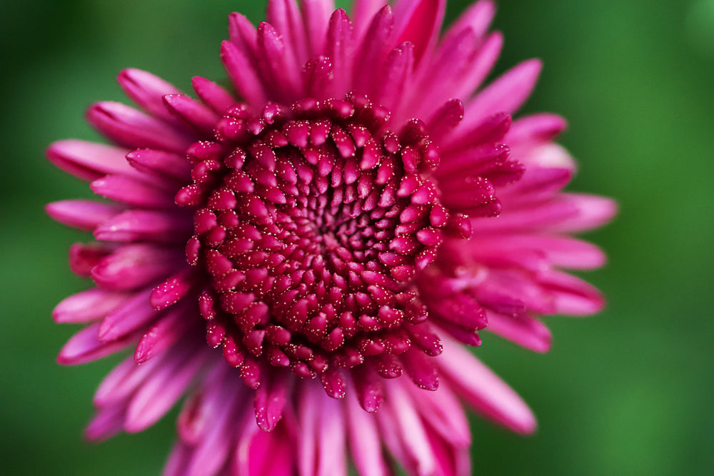 closeup of bright pink flower