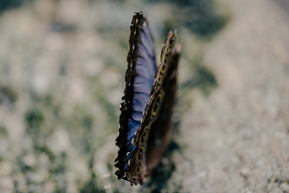 colorful butterfly stood on a rock closing it's wings