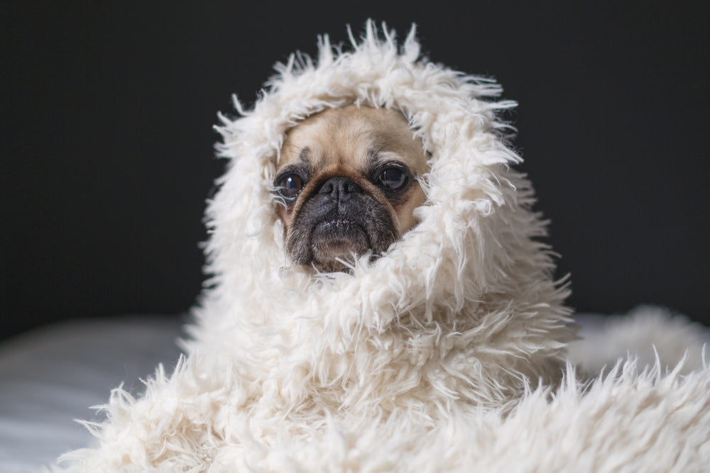 cosy dog in blanket