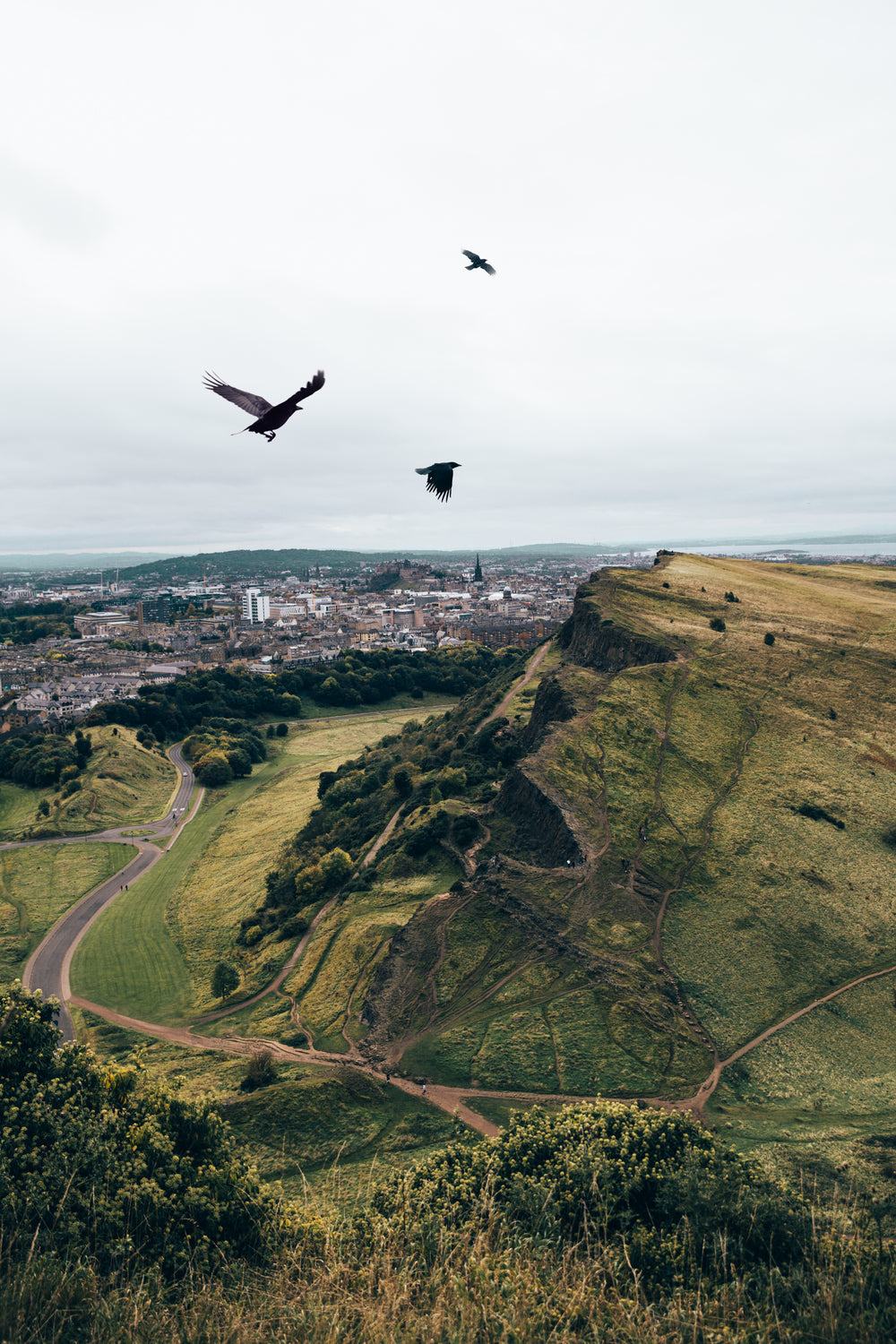 crows fly over hills