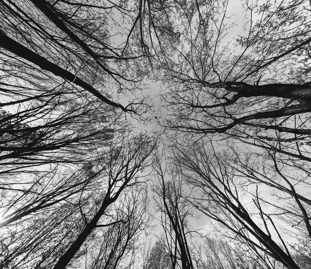 dark branches against a grey sky