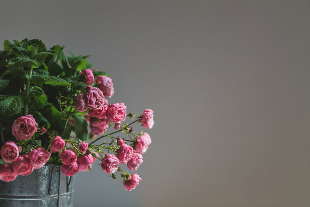 delicate pink roses