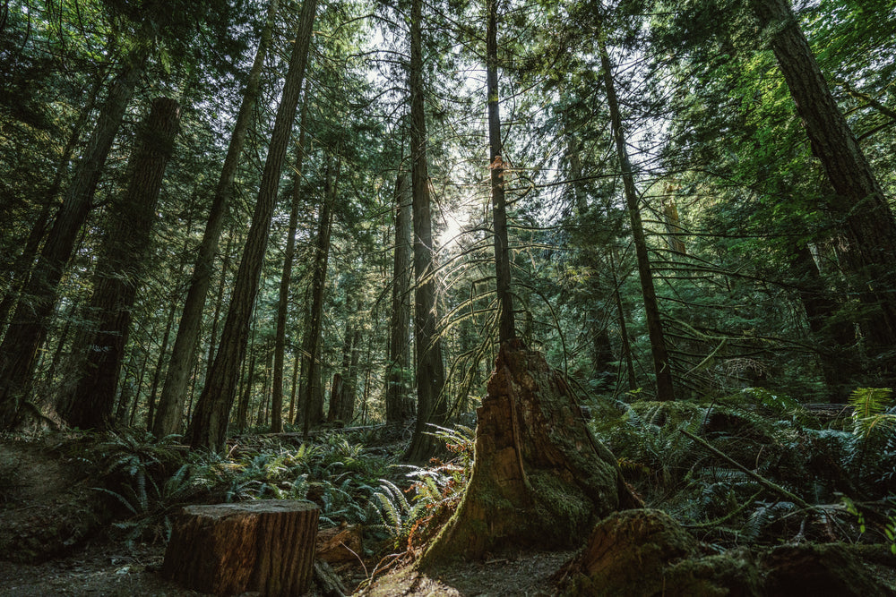 dense forest