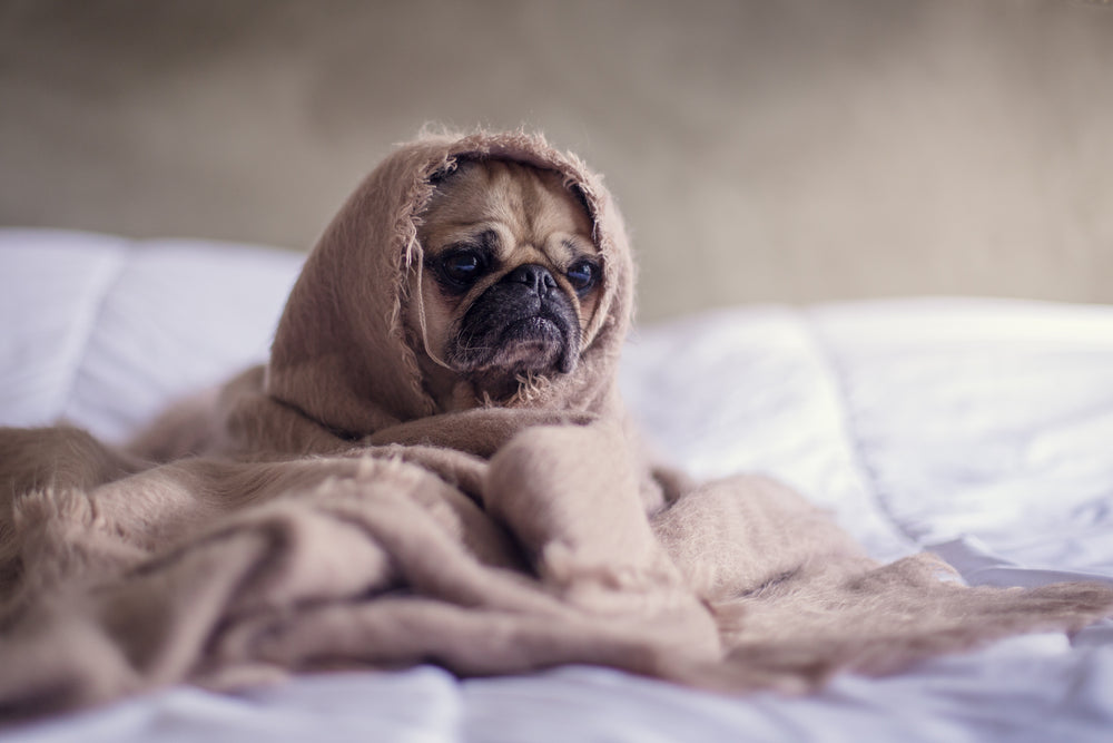 dog staying warm