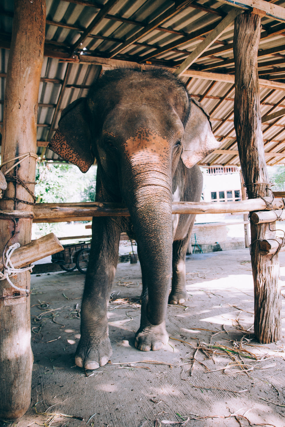 elephant on a cement floor