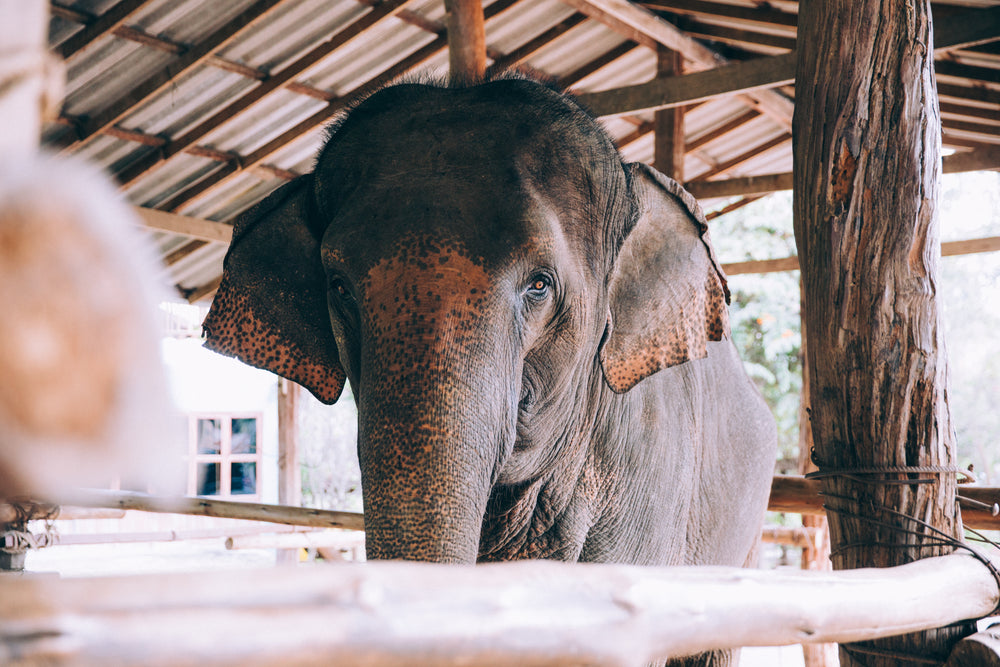 elephant with amber eyes