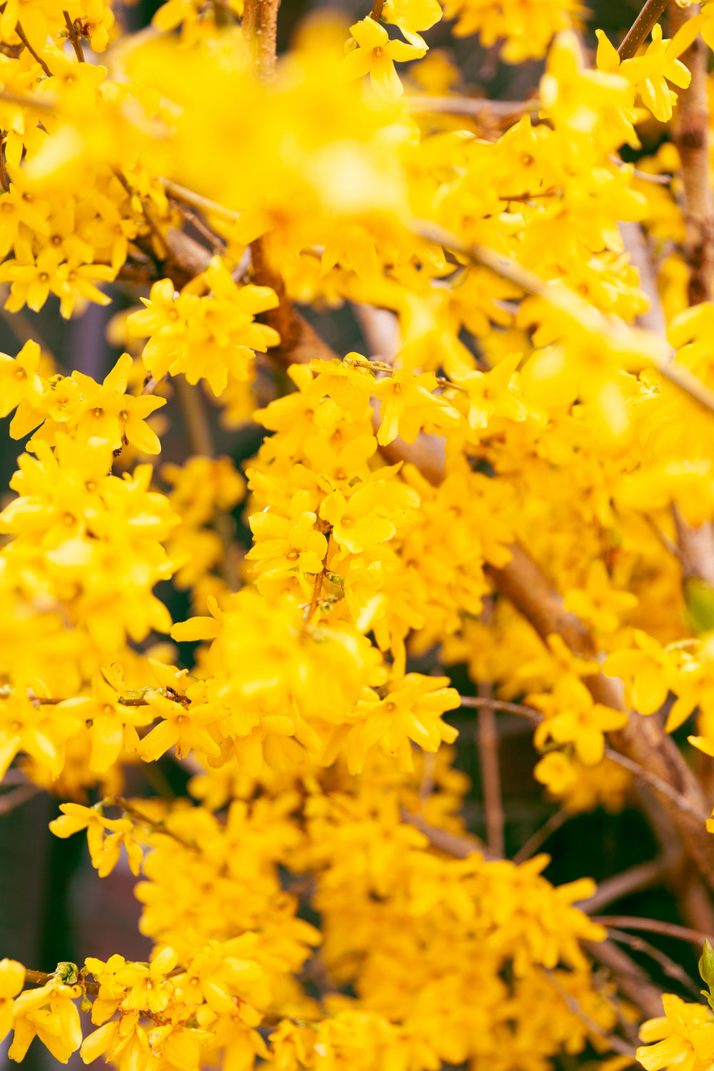 flowering plant forsythia