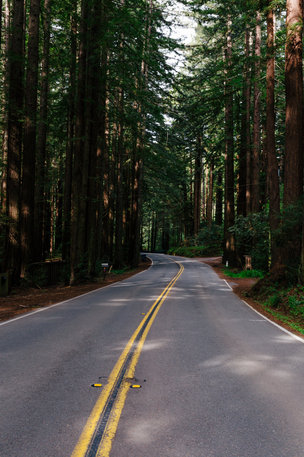 forest road