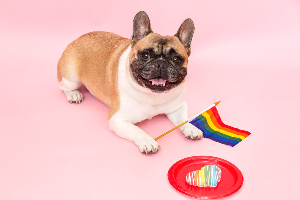 french bulldog pride