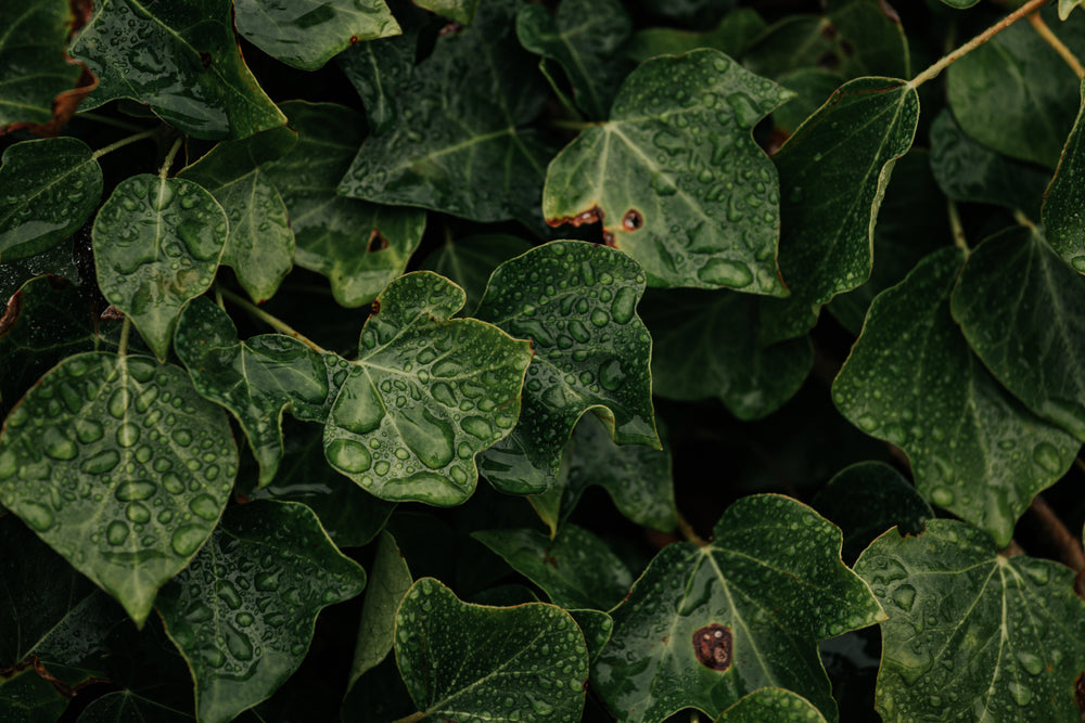 fresh rainfall on green leaves