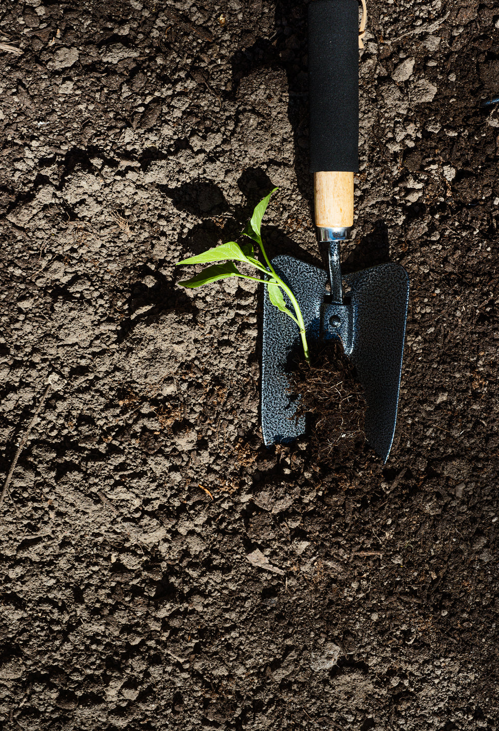 gardening trowel with a pepper plant in it