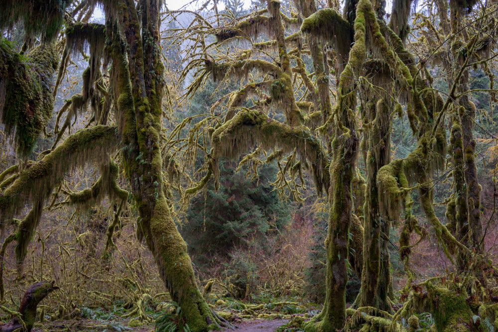 gloomy trees hanging over clearing in forest