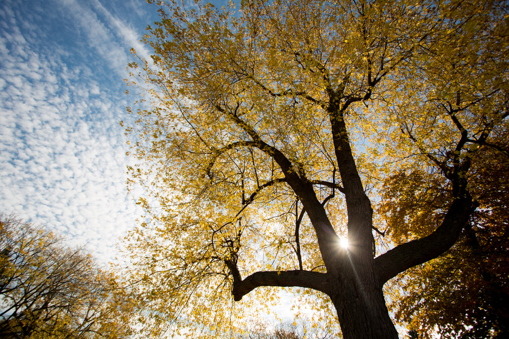 gold light through tree