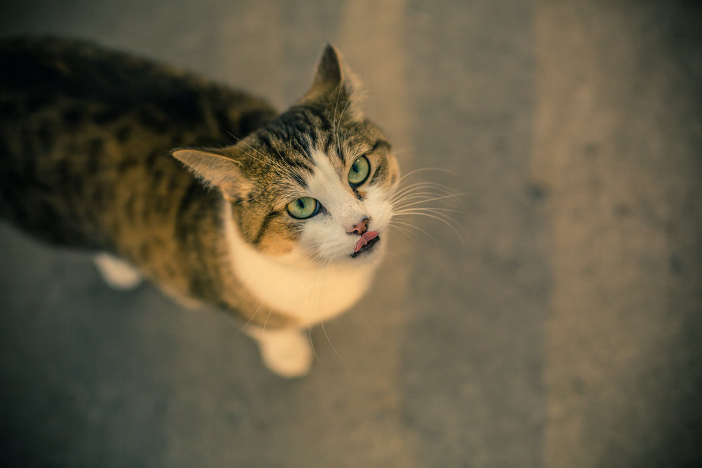 green eyed cat licks lips